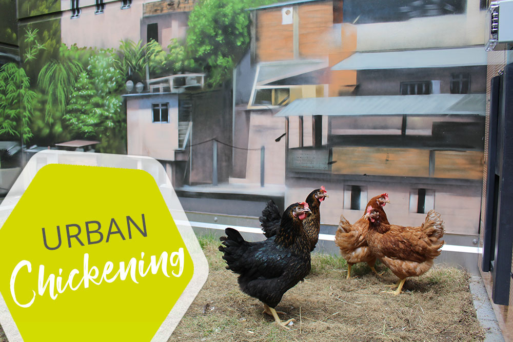 Urban Chickening im Urban Living Essen Urban Chickening im Urban Living Essen